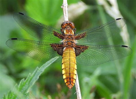 libellen heidehuisje
