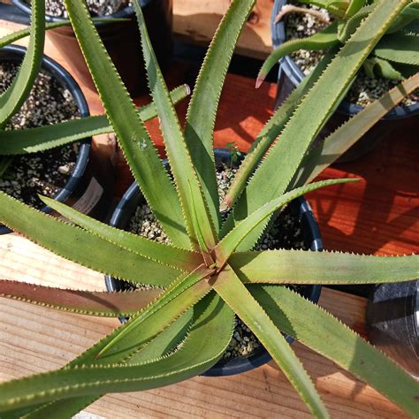 Aloe Fairy Pink 1ga Dryoasisplants