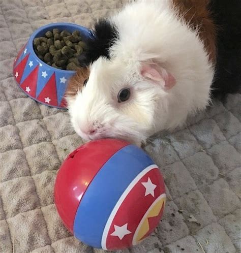 Best Toys And Enrichment Ideas For Guinea Pigs Ultimate Guide