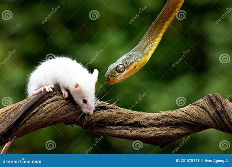 A Poisonous Red Snake Is Hanging From A Tree Branch And Looking For Prey