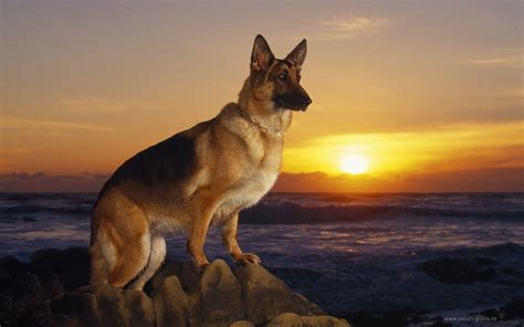 Police Dog Wallpapers - Top Free Police Dog Backgrounds - WallpaperAccess