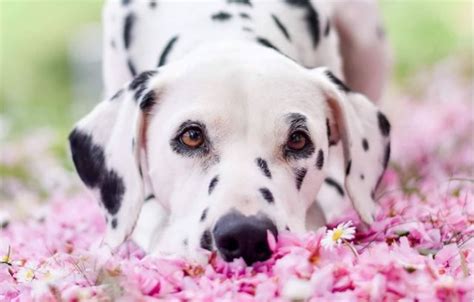 75 Female Dalmatian Names - The Dogman