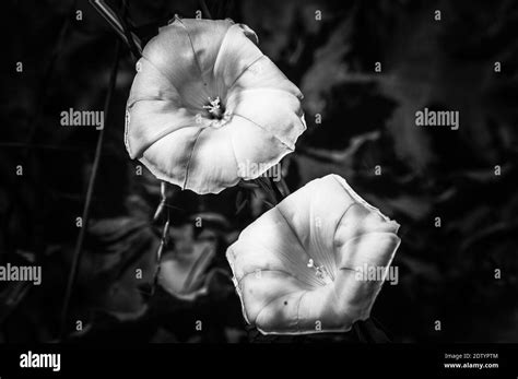 Rose Morning Glory Black And White Stock Photos And Images Alamy