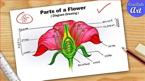 Longitudinal Section Parts Of A Flower Petal Art Drawings Labels