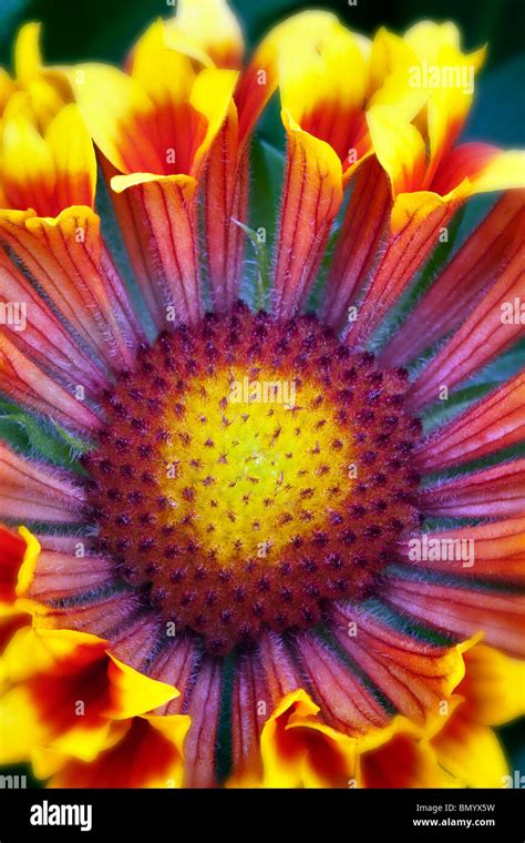 Blanket Hi Res Stock Photography And Images Alamy