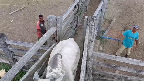 Boi Gordo Embarque Gado Para Abate Caminhão Boiadeiro Youtube