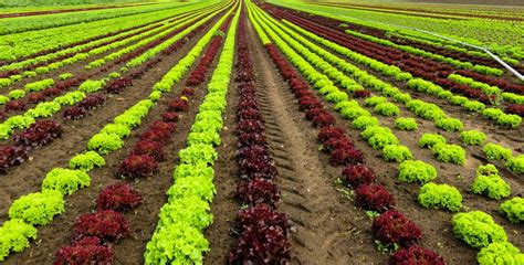 Fotos Gratis Paisaje Campo Granja Flor Comida Ensalada Verde