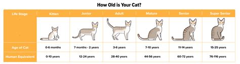 How Old Is My Cat In Human Years Cat Age Chart And Calculator