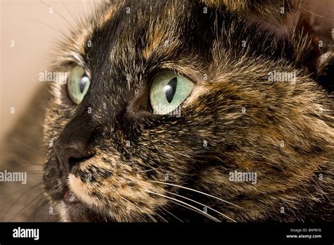 Portrait Of A Brindle Cat Stock Photo 20158970 Alamy