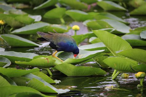 Free Images Nature Branch Leaf Flower Pond Wildlife Green