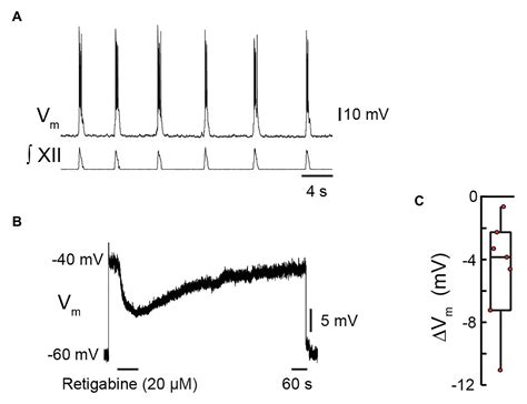 Frontiers KCNQ Current Contributes To Inspiratory Burst Termination