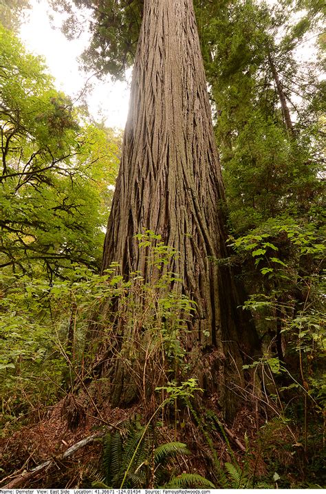 Demeter Tree - Famous Redwoods