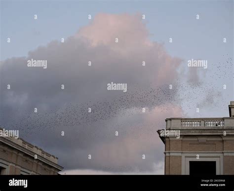 Large Flock Of Starlings Birds Flying In Rome At Sunset View Stock