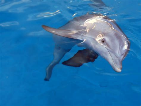 Photography By Jules Winter The Dolphin Iii