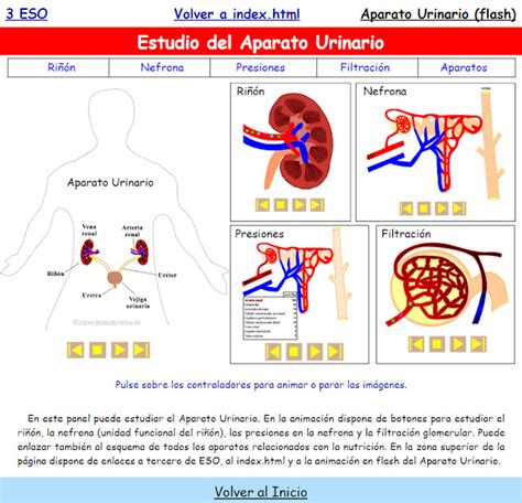 Ciencias Naturales En Secundaria Estudio Del Aparato Urinario