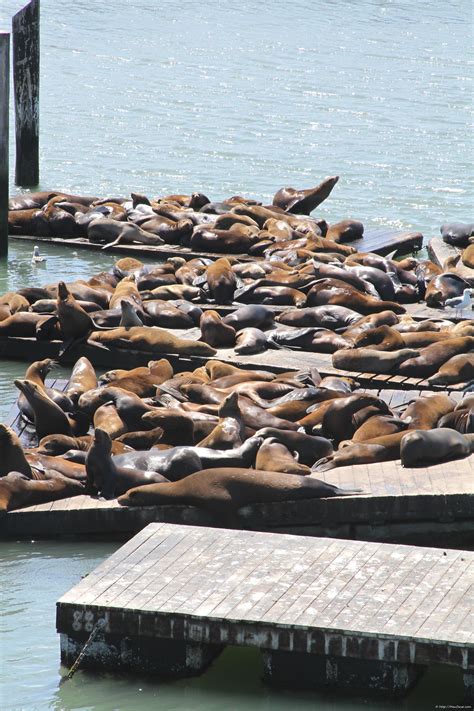 Pier 39 E Fishermans Wharf Explorando San Francisco Fotos E Destinos