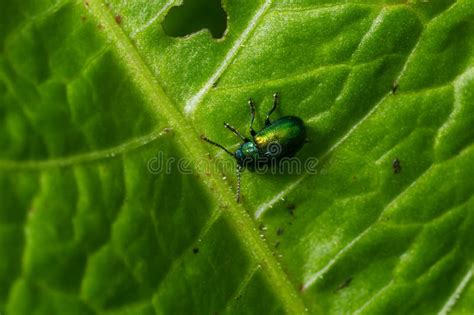 Colorful Dogbane Leaf Beetle Chrysochus Auratus On Big Green Leaf Stock