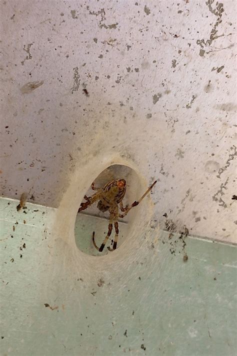 African Hermit Spider From Ribeir O Fresco Blumenau Sc Brasil On