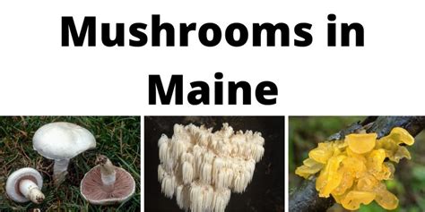 A Comprehensive List Of Common Wild Mushrooms In Maine