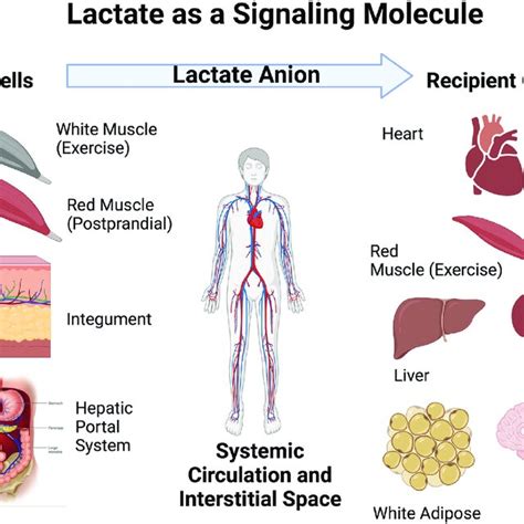 Illustration Of The Roles Of Driver And Recipient Cells In Lactate