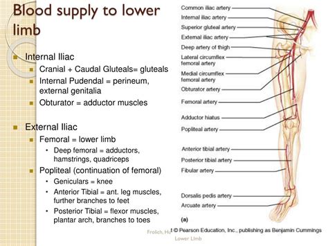 Ppt Arterial Supply Of The Lower Limb Powerpoint Presentation Free