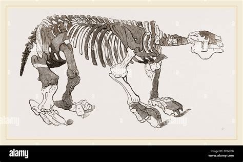 Skeleton of Megatherium Stock Photo - Alamy