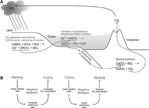 Chemical Weathering Carbon Dioxide Diagram