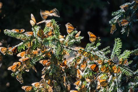 Monarchs In Tree Sean Fitzgerald Photography