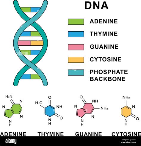 Dna structure sugar phosphate backbone hi-res stock photography and ...