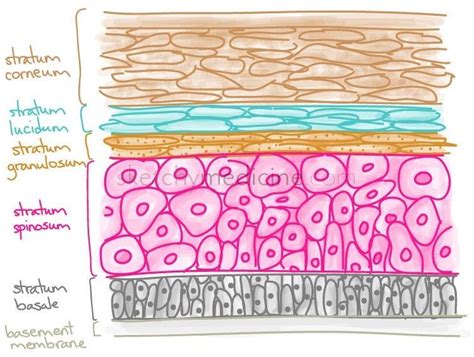 Integumentary System Notes And Epidermis Cells Human Anatomy And Hot