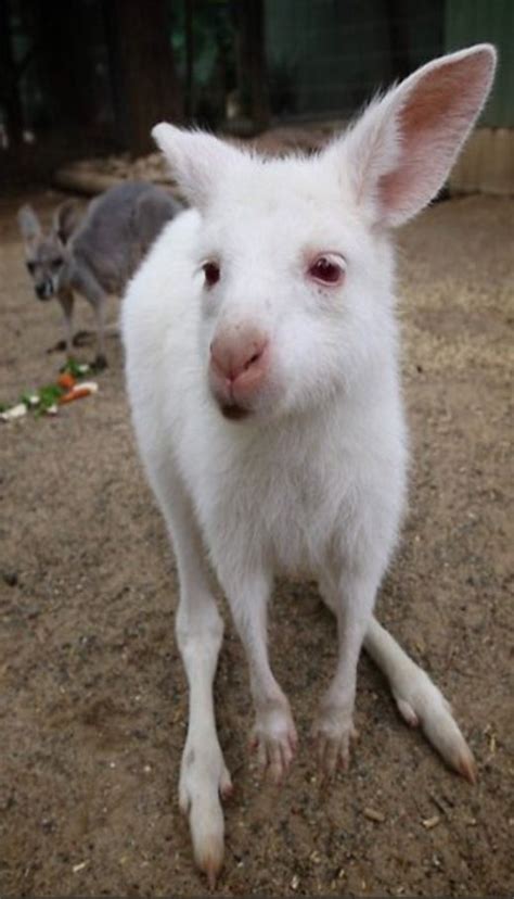 Baby albino joey/kangaroo | Albino animals, Animals, Cute creatures