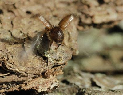 Major increase in spruce bark beetle damage in already affected areas ...