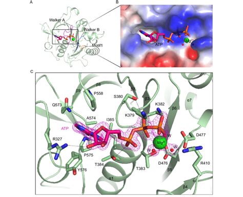 The Nucleotide Binding Site Of Mteccc Atpase 3 A The Location Of