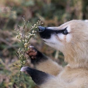 Baby Coati Realistic Poseable Toy MADE to ORDER - Etsy