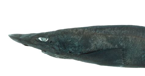 Un Peu Effrayant La Nouvelle Esp Ce De Requin Aux Yeux Blancs Et