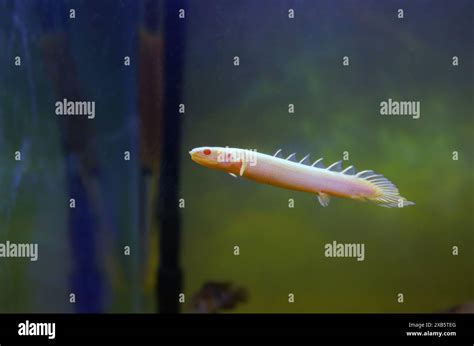 Albino Senegal Bichir Polypterus Senegalus Rare Image Stock Photo