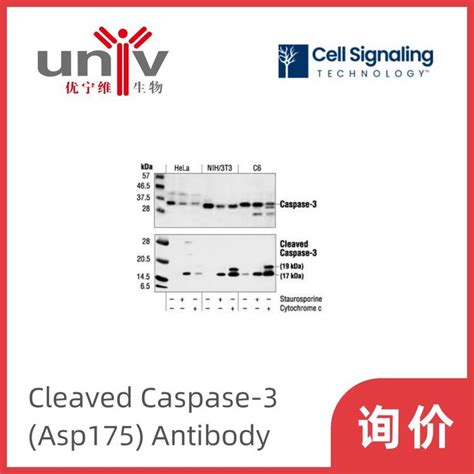 Cleaved Caspase 3 Asp175 Antibody，cst，一抗抗体试剂，9661s