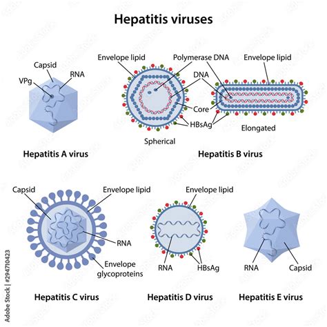 Hepatitis Viruses Of Liver Structure Of Hepatitis A B C D E