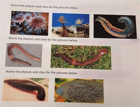 Phylum Annelida Classes Diagram Quizlet