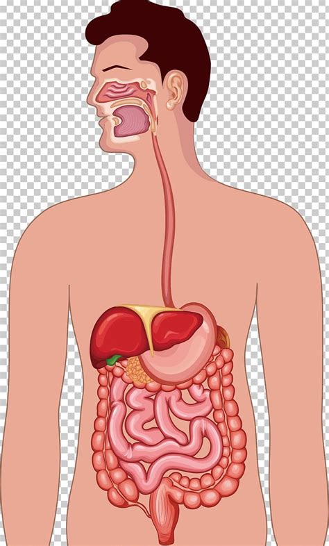 Gastrointestinal Tract Human Digestive System Anatomy Illustration PNG