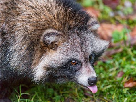 Japanese Raccoon Dog Tanuki Kyuhoshi