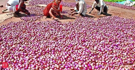 Government Govt Procures 25 000 Tonnes Of Kharif Onion So Far For