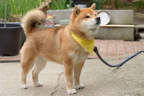 Ryuji is an Adorable Shiba Inu Puppy Who's Taking Over the Instagram