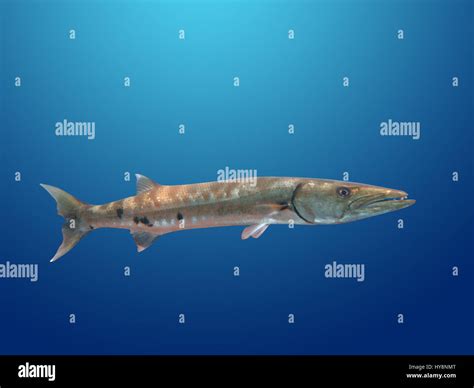 Great Barracuda Fish In Ocean Bali Stock Photo Alamy