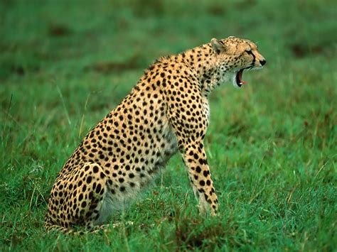 Cheetah | Animal State
