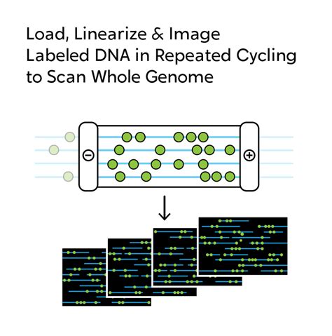 How Optical Genome Mapping Ogm Works Bionano