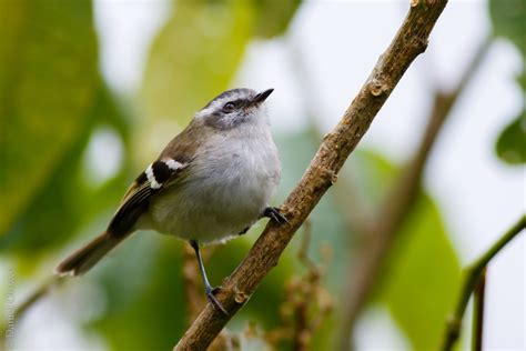 Tiranuelo Colilargowhite Banded Tyrannuletmecocerculus Stictopterus