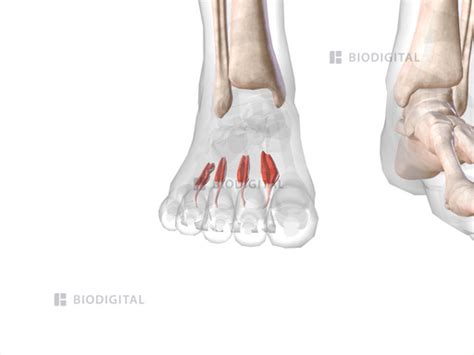 Dorsal Interosseous Muscles Of Right Foot Biodigital Anatomy