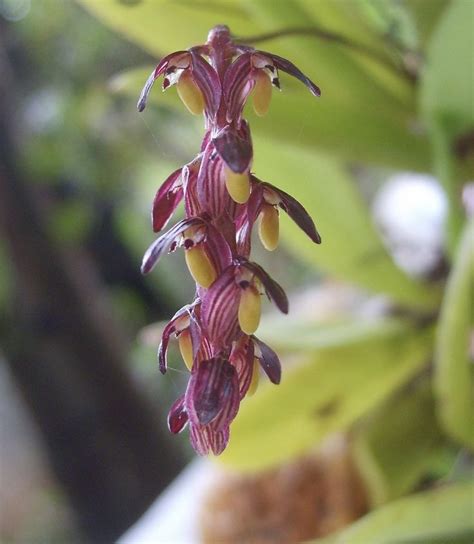 Bulbophyllum Alcicorne Furniture Home Living Gardening Plants