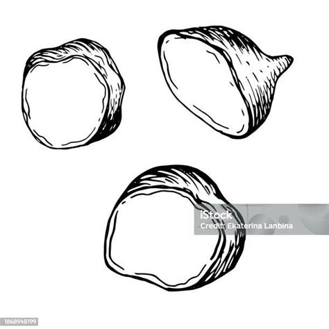 Part Of Sweet Potatoes Vector Illustration Isolated On White Piece Of Batata Ink Outline Hand